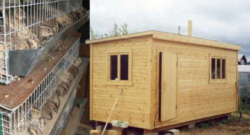 Содержание перепелов на даче в летний период. Содержание перепелов на даче – выгодное, увлекательное и несложное занятие 04