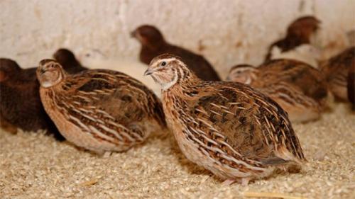 Как содержать перепелов зимой. Содержание