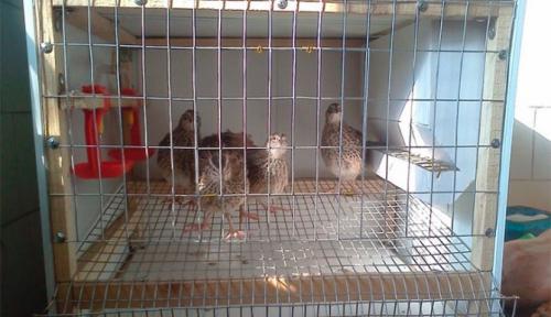 Как содержать перепелов зимой. Содержание