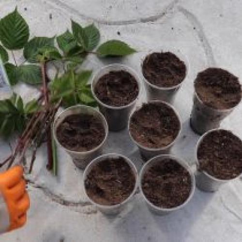 Посадка саженца ежевики ЗКС для начинающих. Размножение ежевики черенками