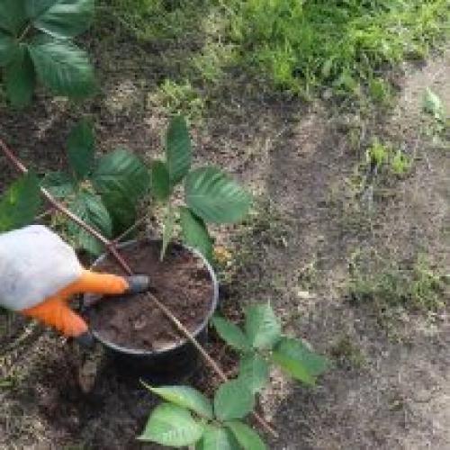 Посадка саженца ежевики ЗКС для начинающих. Размножение ежевики черенками