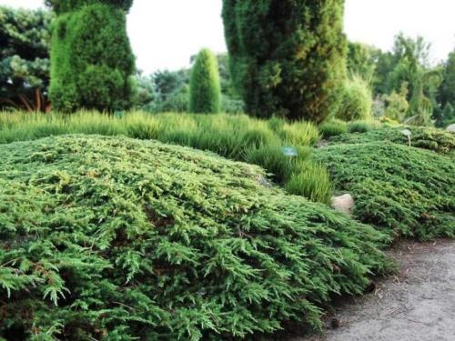 Декоративные кустарники для дачи. Как разместить декоративные кустарники для дачи и сада 01