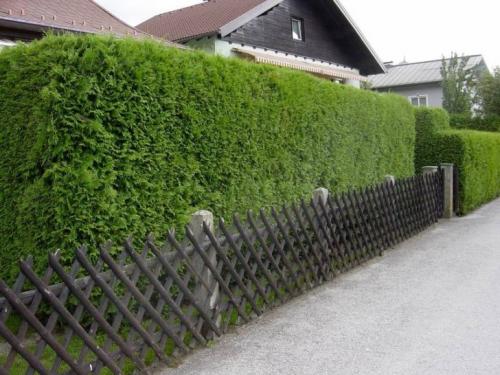 Декоративные кустарники для дачи. Как разместить декоративные кустарники для дачи и сада 03