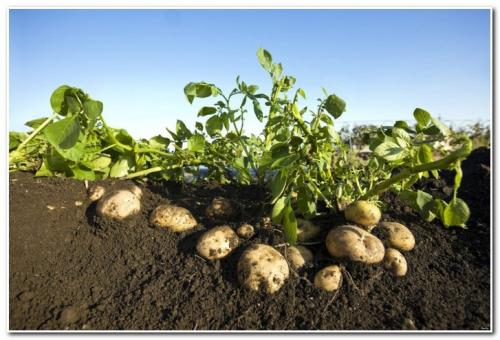 Картофель Ривьера