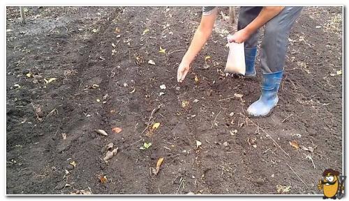 Картофель Ривьера