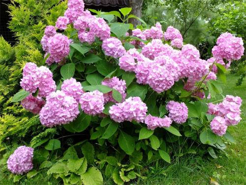 Декоративные кустарники каталог. Многолетние декоративные кустарники для дачи – названия и описания, фото