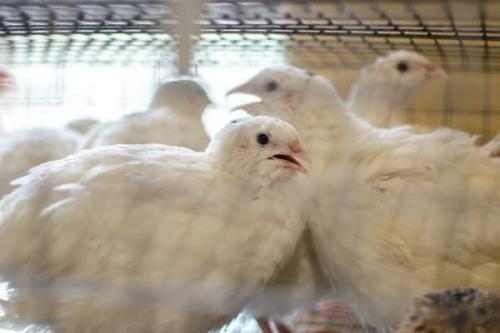 Выращивание перепелов с первого дня. Разведение перепелов