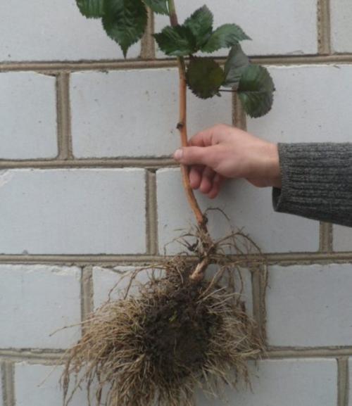 Какая оптимальная схема посадки для ежевики. Как сажать