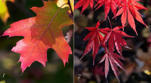 20 самых красивых деревьев для сада. Фото, названия и описание красивых декоративных деревьев для сада 26 20 самых красивых деревьев для сада. Фото, названия и описание красивых декоративных деревьев для сада 26