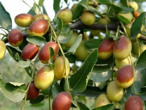 Листья зизифуса применение. Полезные свойства зизифуса и противопоказания к его применению — рецепты и особенности использования в питании (100 фото и видео)