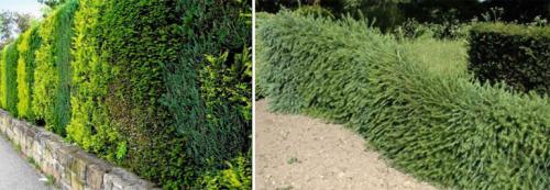 Неприхотливые кустарники для живой изгороди. Быстрорастущая вечнозеленая живая изгородь – кустарники и деревья