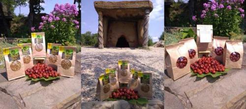 Листья зизифуса применение. Полезные свойства зизифуса и противопоказания к его применению — рецепты и особенности использования в питании (100 фото и видео)