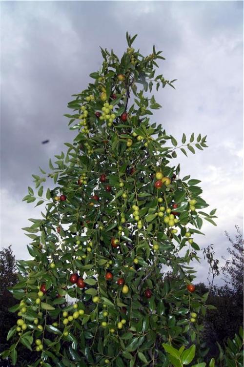 Зизифус для печени. Что такое унаби?