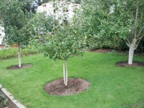 Схема посадки яблоневого сада. Планирование посадки плодовых деревьев и кустарников в саду