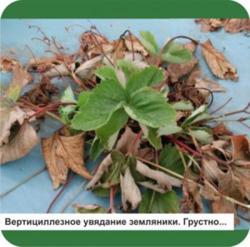 Болезни клубники сохнут листья. Вертициллёз (вилт)