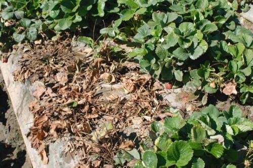 Виктория болезни и борьба с ними. Распространенные болезни 02