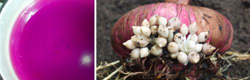 Когда выкапывать гладиолусы. ГЛАДИОЛУСЫ: КОГДА И КАК ВЫКАПЫВАТЬ