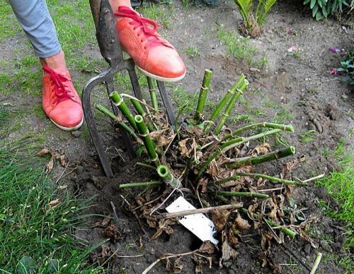 Как сохранить клубни георгинов в домашних условиях. Как правильно хранить георгины зимой, когда выкапывать клубни?