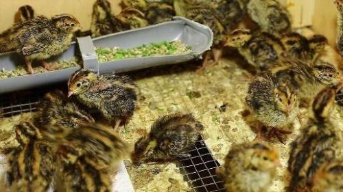 Содержание перепелов в домашних условиях для начинающих. Обустройство птичника 06 Содержание перепелов в домашних условиях для начинающих. Обустройство птичника 06