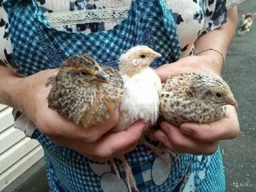 Содержание перепелов в домашних условиях для начинающих. Обустройство птичника 04 Содержание перепелов в домашних условиях для начинающих. Обустройство птичника 04