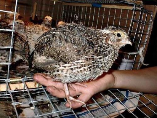 Содержание перепелов в домашних условиях для начинающих. Обустройство птичника 05 Содержание перепелов в домашних условиях для начинающих. Обустройство птичника 05