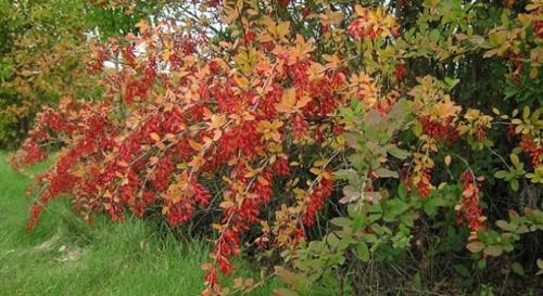 Колючий кустарник с желтыми цветами. Плодовые колючие кусты для живой изгороди