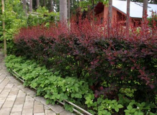 Колючий кустарник с желтыми цветами. Плодовые колючие кусты для живой изгороди