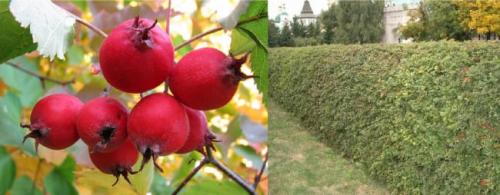 Колючий кустарник с желтыми цветами. Плодовые колючие кусты для живой изгороди