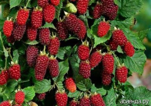 Как выбрать подходящее место для посадки ежевики и ежемалины на дачном участке. Ручки заказали, а куда и как высаживать - голова не подумала. Ежемалина и ежевика.