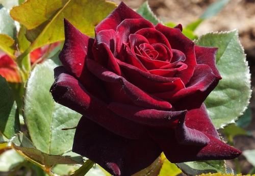 Сорта розы крупноцветковые. Сорта чайно-гибридных роз