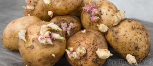 Картофель гала: характеристика. Картофель сорта Гала — выращивание и уход