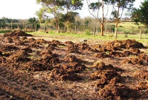 Картофель Гала вкусовые качества. Сорт картофеля Гала – характеристика, описание, вкусовые качества, отзывы