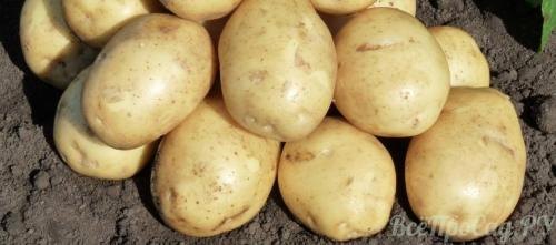 Картофель гала: характеристика. Картофель сорта Гала — выращивание и уход