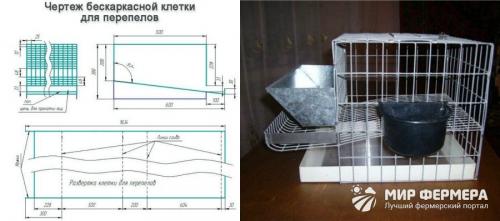 Разведение и содержание перепелов домашних условиях. Постройка перепелятника 10