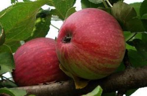 Сорта яблонь орловской селекции. Скороплодная яблоня Орловское полосатое: описание, фото