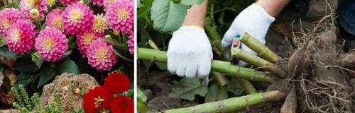 Какие факторы влияют на время выкапывания георгин осенью 2025 года. КОГДА ВЫКАПЫВАТЬ ГЕОРГИНЫ: ЛУЧШИЕ СРОКИ