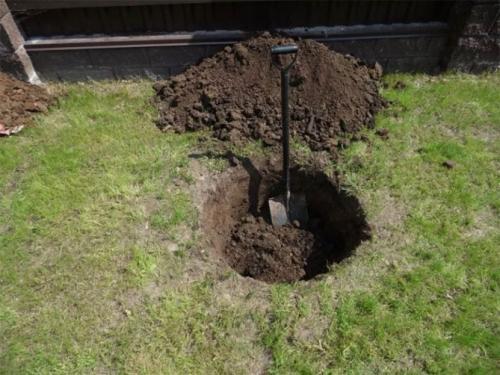 Груша чижовская. Чижовская груша: описание, фото, отзывы, все о сорте