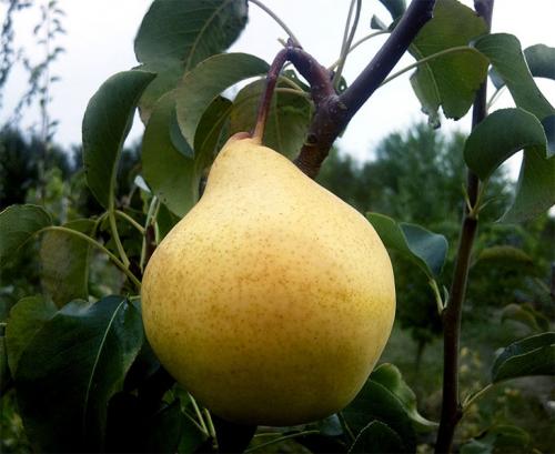 Груша Просто Мария опылители. Лучшие опылители для груши Просто Мария