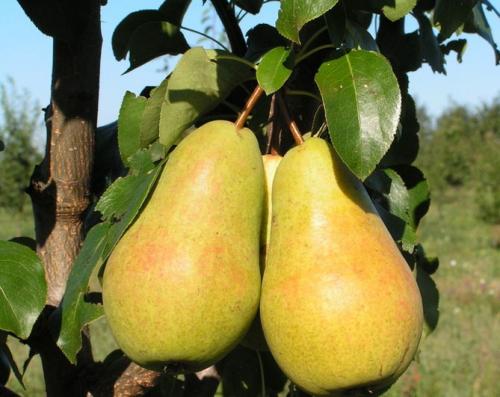 Груша чижовская. Чижовская груша: описание, фото, отзывы, все о сорте