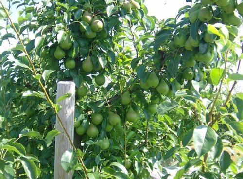 Груша Просто мария: описание сорта. Описание сорта груши Просто Мария