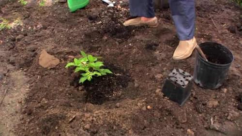 Какая схема посадки подходит для бесшипной ежевики. Осенью