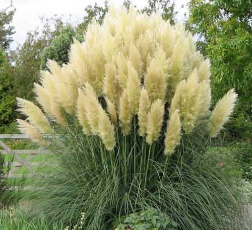 Никак не получается вырастить пампасную траву. Пампасная трава (кортадерия) – посадка и уход на дачном участке, в горшке, описание сортов, фото