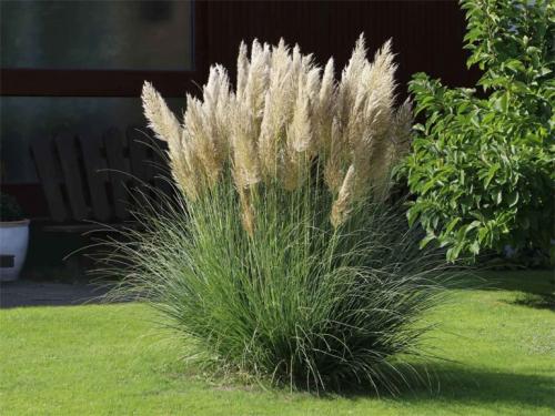 Никак не получается вырастить пампасную траву. Пампасная трава (кортадерия) – посадка и уход на дачном участке, в горшке, описание сортов, фото