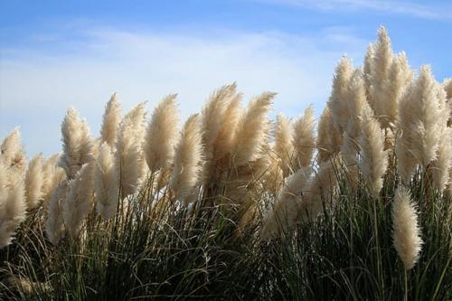 Никак не получается вырастить пампасную траву. Пампасная трава (кортадерия) – посадка и уход на дачном участке, в горшке, описание сортов, фото