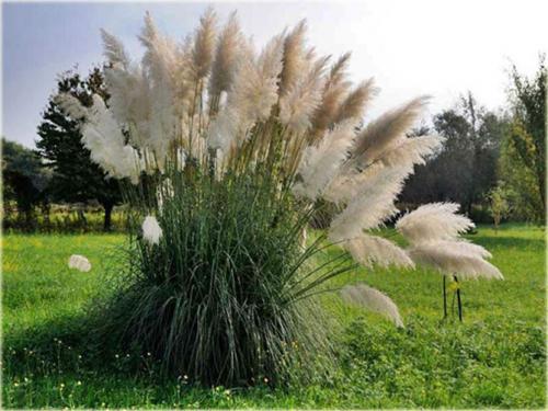 Никак не получается вырастить пампасную траву. Пампасная трава (кортадерия) – посадка и уход на дачном участке, в горшке, описание сортов, фото