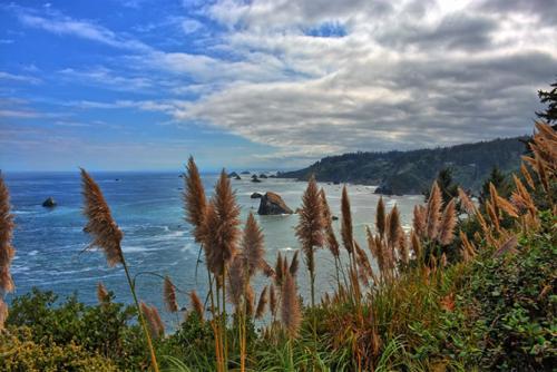 Никак не получается вырастить пампасную траву. Пампасная трава (кортадерия) – посадка и уход на дачном участке, в горшке, описание сортов, фото