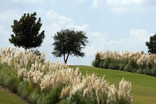 Никак не получается вырастить пампасную траву. Пампасная трава (кортадерия) – посадка и уход на дачном участке, в горшке, описание сортов, фото