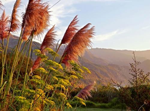 Никак не получается вырастить пампасную траву. Пампасная трава (кортадерия) – посадка и уход на дачном участке, в горшке, описание сортов, фото