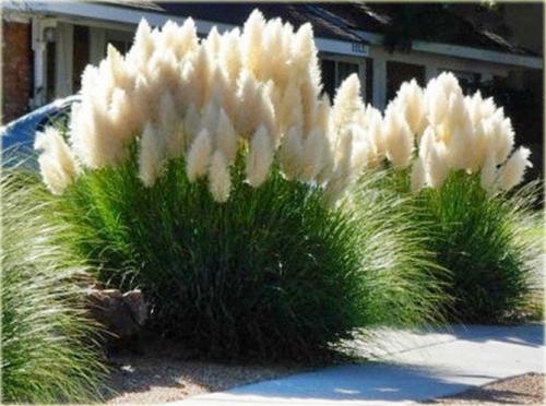 Никак не получается вырастить пампасную траву. Пампасная трава (кортадерия) – посадка и уход на дачном участке, в горшке, описание сортов, фото