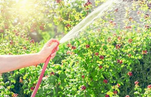 Нужно ли мульчировать почву вокруг саженцев ежевики. Выращивание ежевики. Простой уход — высокие урожаи